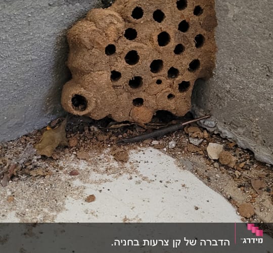 קיר בטון עם חורים רבים, כנראה קן חרקים